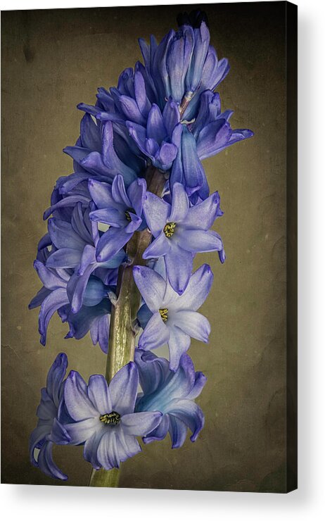 Flowers Acrylic Print featuring the photograph Hyacinth by John Roach