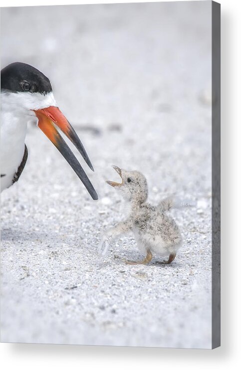 Crystal Yingling Acrylic Print featuring the photograph I'm NOT Tiny by Ghostwinds Photography