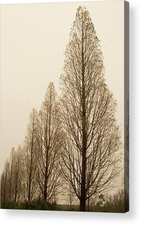 Trees Acrylic Print featuring the photograph In a row by Elvira Butler