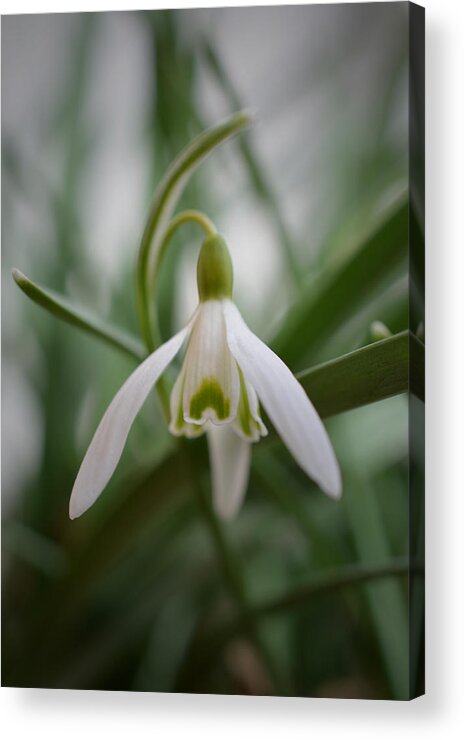 Snowdrop Acrylic Print featuring the photograph In Amongst the Snowdrops by Richard Andrews