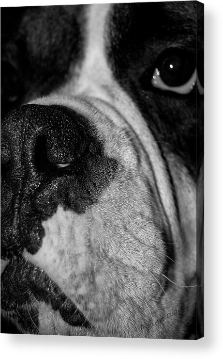 Boxer Acrylic Print featuring the photograph In Your Face II by DigiArt Diaries by Vicky B Fuller