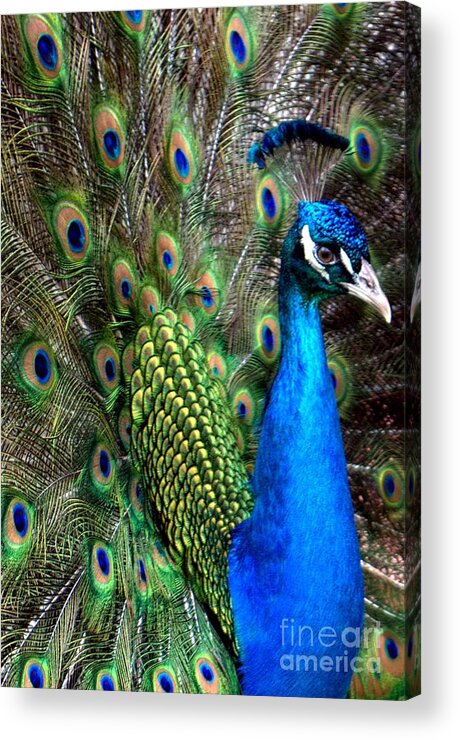 Indian Peacock Acrylic Print featuring the photograph Indian Peacock II by Lilliana Mendez