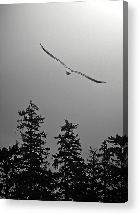 Seagull Acrylic Print featuring the photograph Into the Light II by Pam Ellis