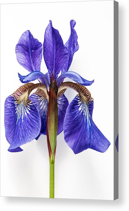 Iris Acrylic Print featuring the photograph Iris by Shared Perspectives Photography