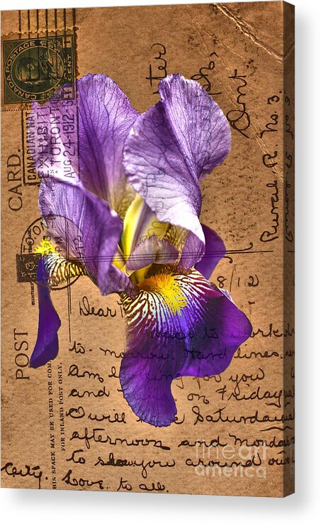 Flowers Acrylic Print featuring the photograph Iris on Vintage 1912 Postcard by Nina Silver