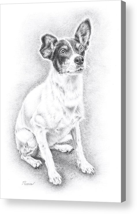 Pencil Drawing Acrylic Print featuring the drawing Jack Russell by Casey 'Remrov' Vormer