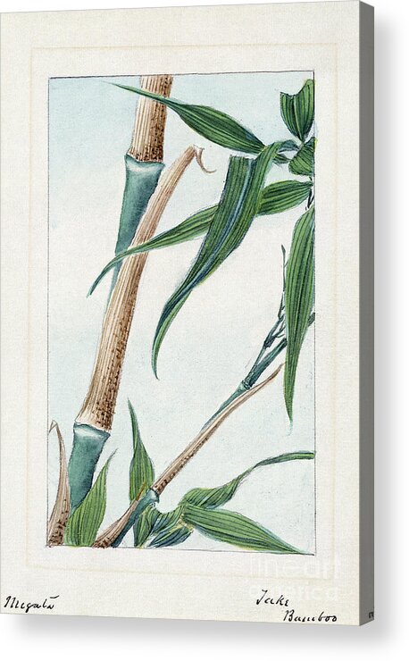 1870s Acrylic Print featuring the photograph JAPAN: BAMBOO, c1870s by Granger