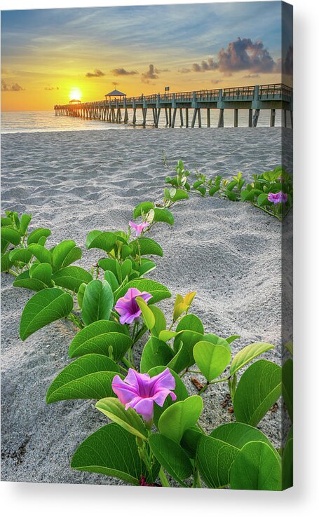 Juno Beach Acrylic Print featuring the photograph Juno Beach Pier Purple Flowers by Kim Seng