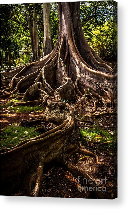 Hawaii Acrylic Print featuring the photograph Jurassic Park Tree Trailing Root by Blake Webster