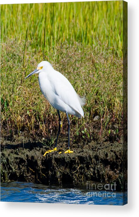 Bird Acrylic Print featuring the photograph Just Call Me Stretch by Jeff at JSJ Photography