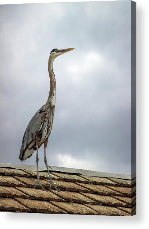 Animal Acrylic Print featuring the photograph Keeping Watch by Ed Clark