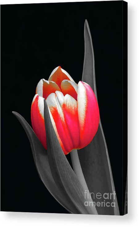 Tulip Acrylic Print featuring the photograph Lady in Red by Karen Lewis