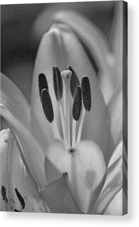 Lily Acrylic Print featuring the photograph Lily - American Cheerleader 11 - BW - Water Paper by Pamela Critchlow