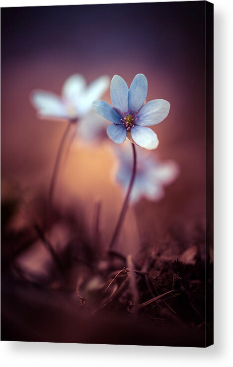 Afternoon Acrylic Print featuring the photograph Liverworts by Jaroslaw Blaminsky