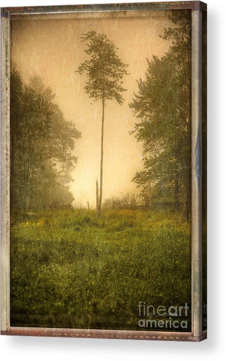 Our Town Acrylic Print featuring the photograph Lone Fog Tree in the Meadow by Craig J Satterlee