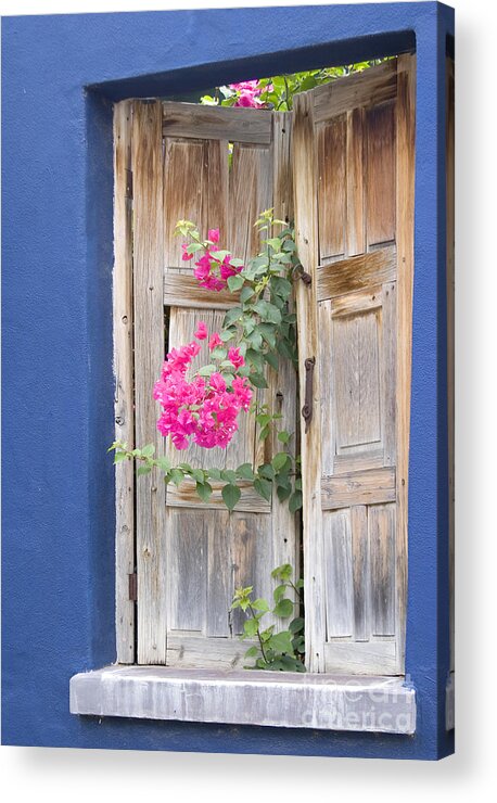 Window Acrylic Print featuring the photograph Looking For Light by Elvira Butler