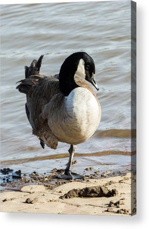 Jan Holden Acrylic Print featuring the photograph Canada Goose Looking Pretty by Holden The Moment