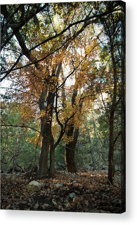 Nature Acrylic Print featuring the photograph Lost Maples State Park Tree 41 by Karen Musick
