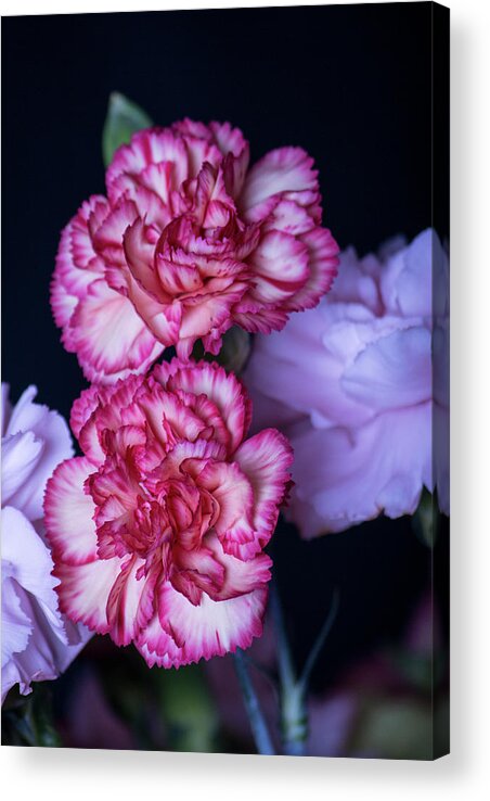 Love Acrylic Print featuring the photograph Lovely Carnation Flowers by Ester McGuire