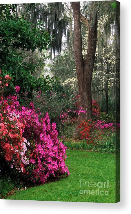 Azalea Acrylic Print featuring the photograph Magnolia Plantation - FS000148a by Daniel Dempster