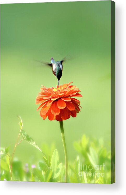 Hummingbird Acrylic Print featuring the photograph Male Hummingbird by Lila Fisher-Wenzel