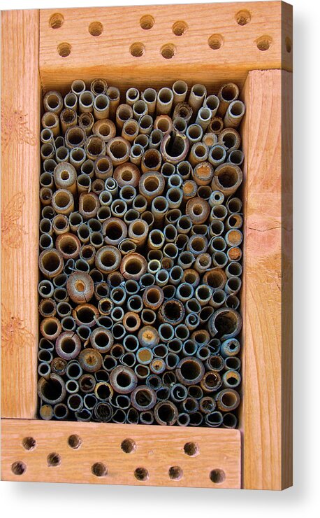 Bee Acrylic Print featuring the photograph Mason Bee House by Mitch Spence