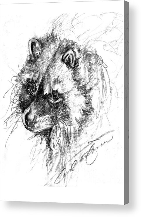 Raccoon Acrylic Print featuring the drawing Meditative raccoon by Carol Allen Anfinsen