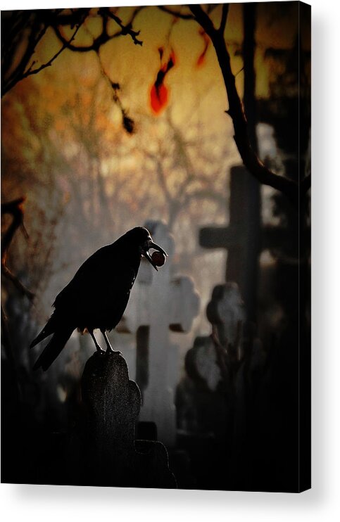 Raven Acrylic Print featuring the photograph Memento Mori by Cristian Andreescu
