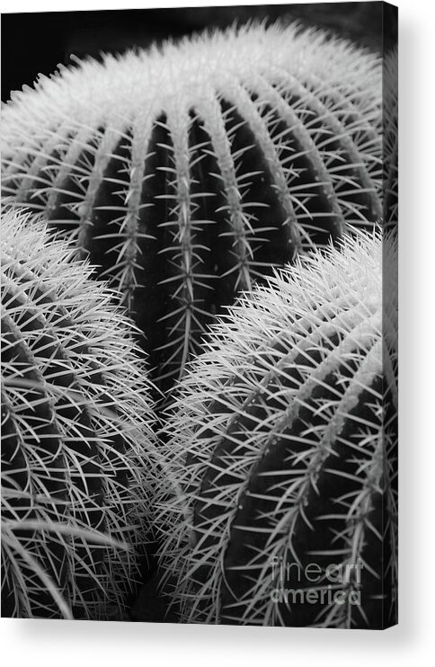 Prott Acrylic Print featuring the photograph Mexican Cacti by Rudi Prott