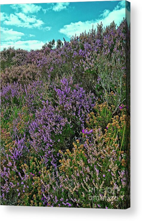 Yorkshire Acrylic Print featuring the photograph Moorland Heather by Martyn Arnold