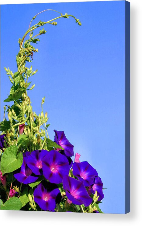 Morning Glory Acrylic Print featuring the photograph Morning Glory by Kristin Elmquist