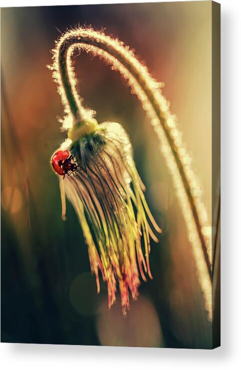 Ladybug Acrylic Print featuring the photograph Morning impresion with ladybug by Jaroslaw Blaminsky