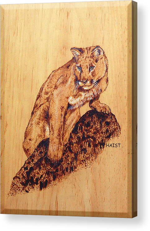 Cat Acrylic Print featuring the pyrography Mountain Lion by Ron Haist