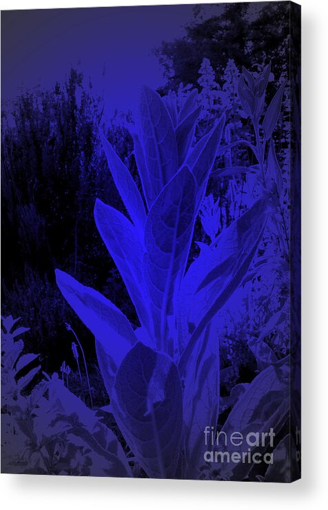Mullein Acrylic Print featuring the digital art Mullein in the Moonlight by JoAnn SkyWatcher