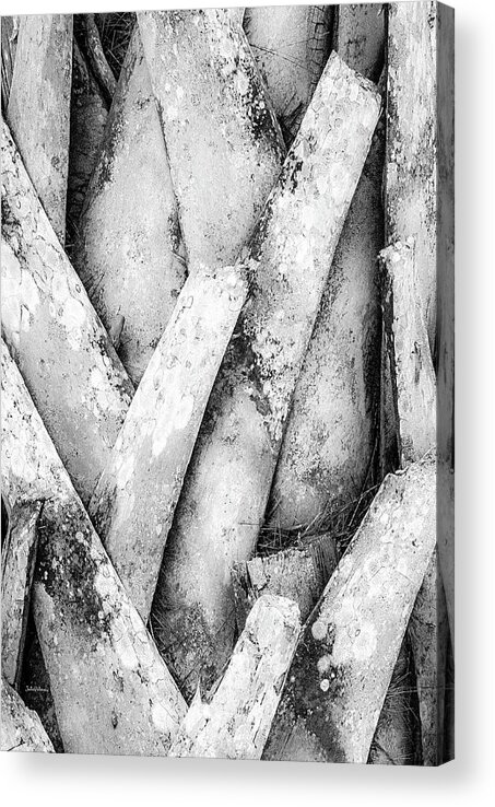 Nature Acrylic Print featuring the photograph Natures Abstract Black and White by Julie Palencia