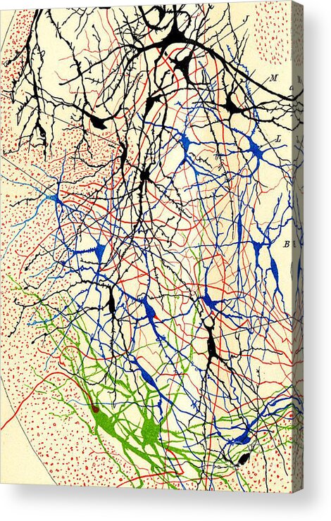 History Acrylic Print featuring the photograph Nerve Cells Santiago Ramon y Cajal by Science Source