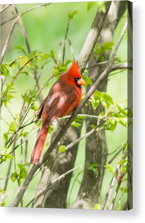 Northern Cardinal Acrylic Print featuring the photograph Northern Cardinal   by Holden The Moment