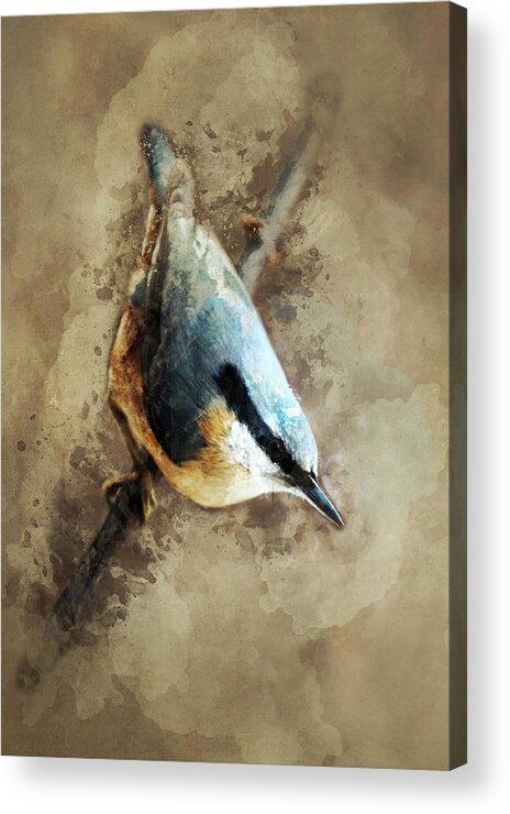 Nuthatch Acrylic Print featuring the photograph Nuthatch on the branch by Jaroslaw Blaminsky