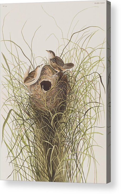 Wren Acrylic Print featuring the painting Nuttall's lesser-marsh Wren by John James Audubon