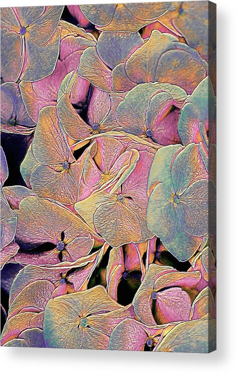 Opal Hydrangea Acrylic Print featuring the mixed media Opal Hydrangea by Susan Maxwell Schmidt