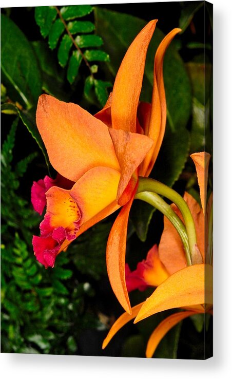 Orchid Acrylic Print featuring the photograph Orchid 355 by Wesley Elsberry