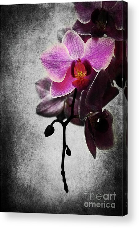 Orchid Acrylic Print featuring the photograph orchid IV by Hannes Cmarits