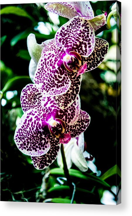 Orchid Acrylic Print featuring the photograph Orchid - PLA236 by Gordon Sarti