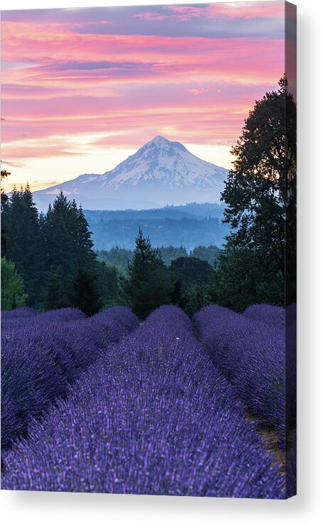 Plant;lavender;farm;mt Hood;oregon Lavender Farm Acrylic Print featuring the digital art Oregon Lavender Farm by Michael Lee