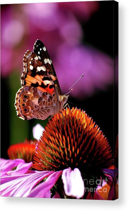 Butterfly Acrylic Print featuring the photograph Painted Lady by Lila Fisher-Wenzel