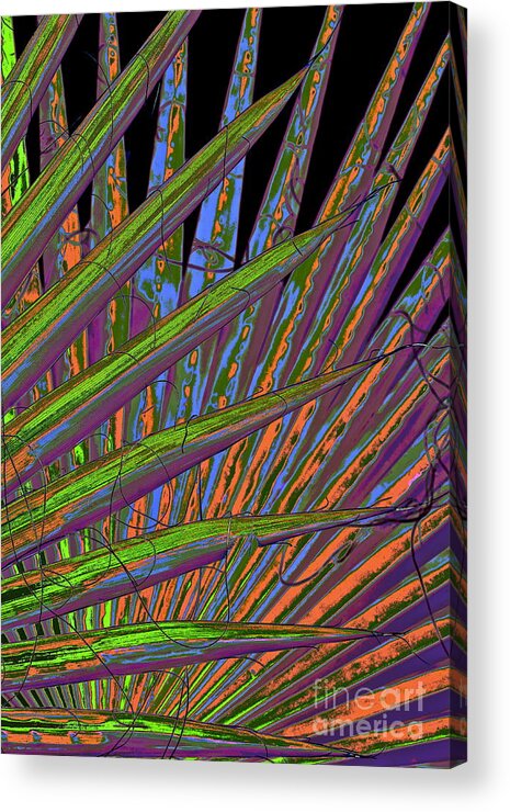 Palm Fron Acrylic Print featuring the photograph Palm Meanings by Gwyn Newcombe