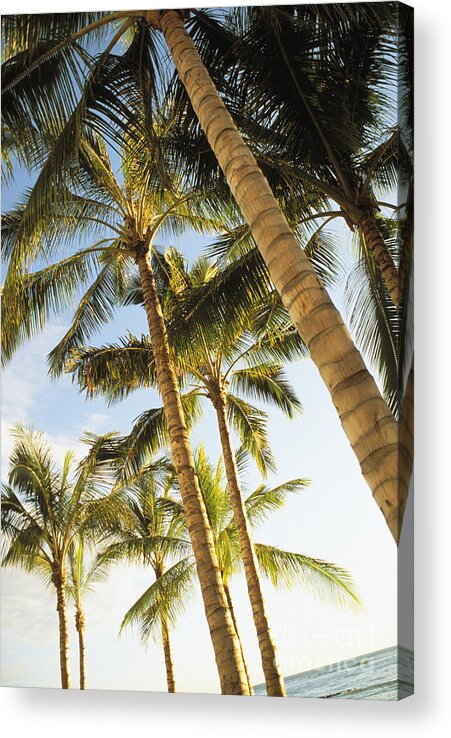 41-pfs0103 Acrylic Print featuring the photograph Palms Against Blue Sky by Dana Edmunds - Printscapes