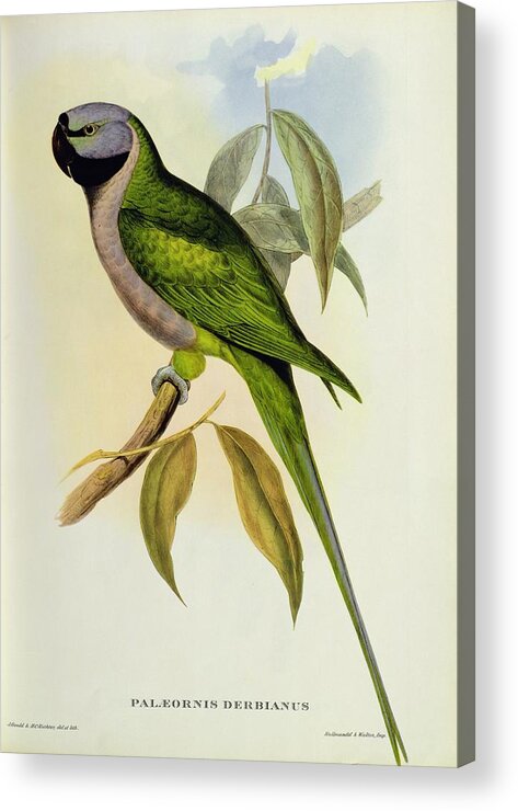 Parakeet Acrylic Print featuring the photograph Parakeet by John Gould