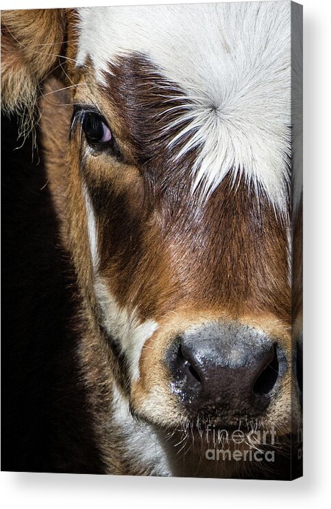 Calf Acrylic Print featuring the photograph Patches by Cheryl McClure