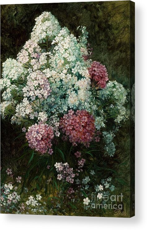 Phlox Acrylic Print featuring the painting Phlox by MotionAge Designs